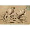 Canards