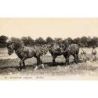 Chevaux