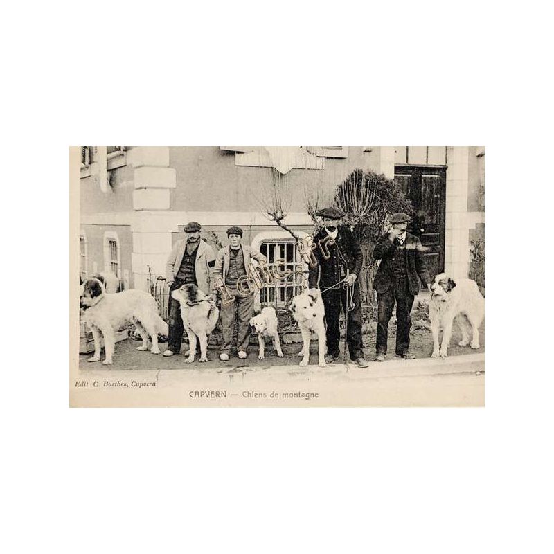 Chiens