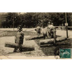 Elephants