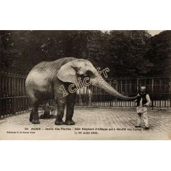 Elephants