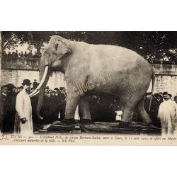 Elephants