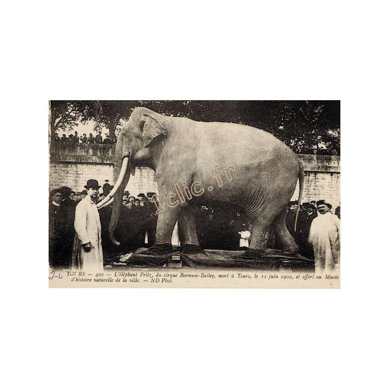 Elephants
