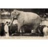 Elephants