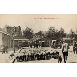 Moutons