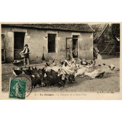 Poules