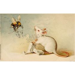 Souris