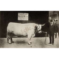 Vaches