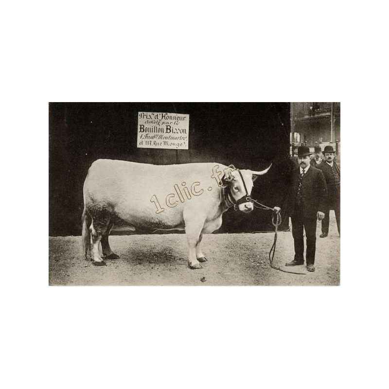 Vaches
