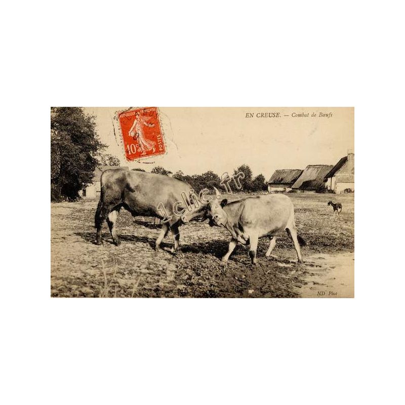 Vaches