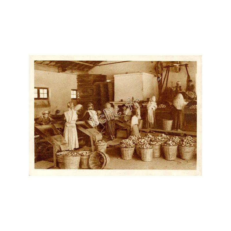 Staoueli
