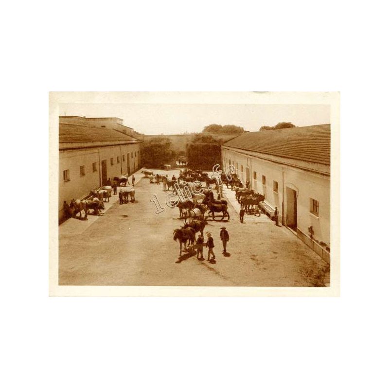 Staoueli