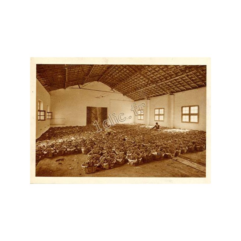 Staoueli