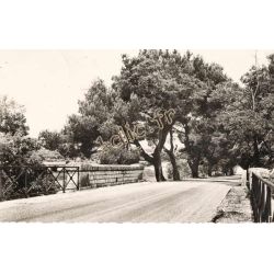 Buisson